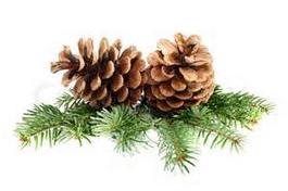 Pinecones on pine branches — symbol of Pinewood Village
